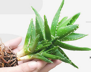 image 韩国HOLIKA99%芦荟胶